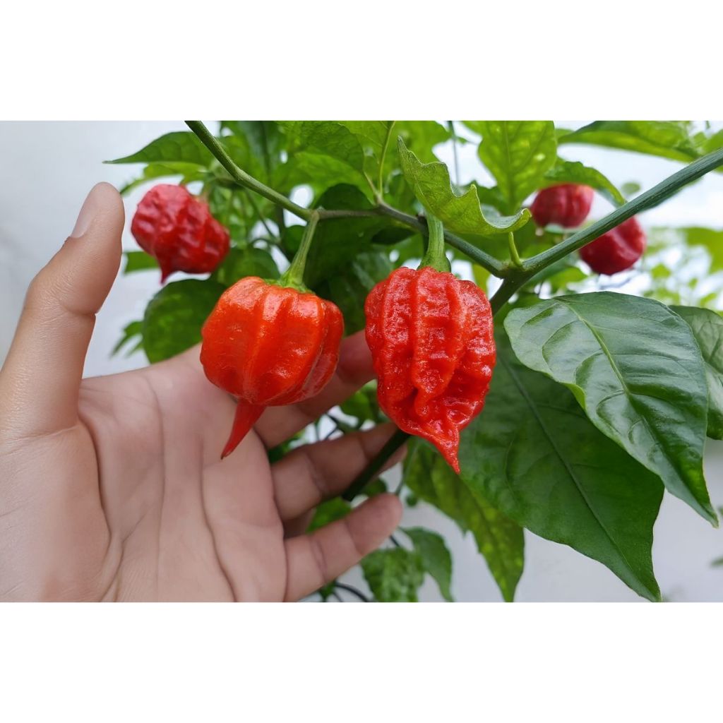 2 Biji Bibit Carolina Reaper