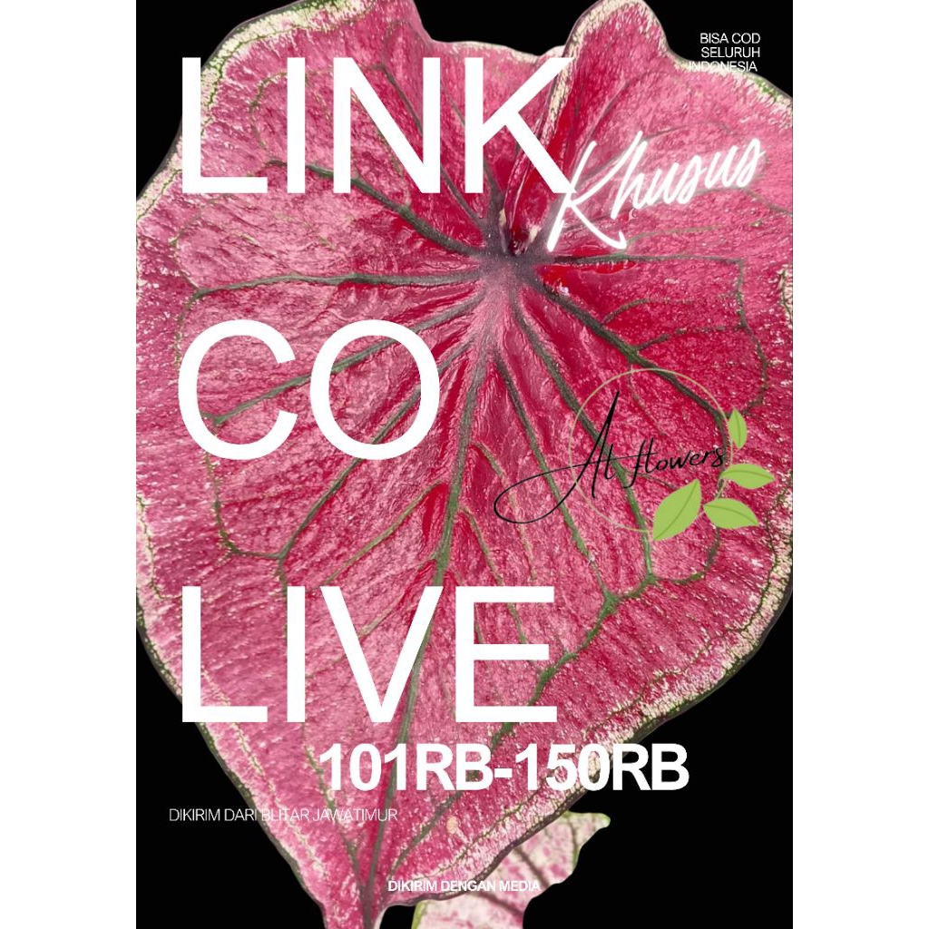 caladium/keladi hybrid ORI biji 100