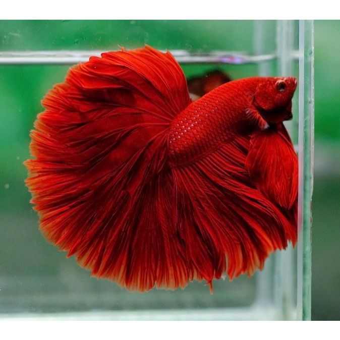 Cupang Halfmoon Multicolor Red – Sirip Lebar, Tubuh Mewah Koleksi