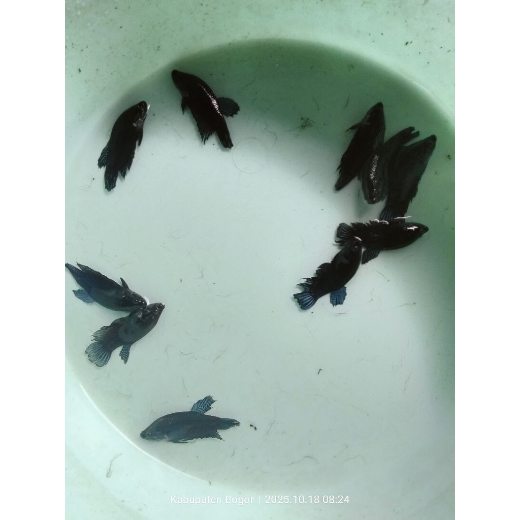 cupang aduan local super /MDS /port