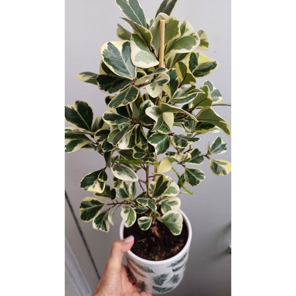 Tanaman Ficus triangularis 'Variegata',