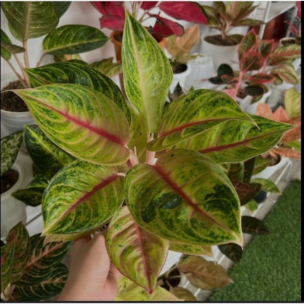Aglonema Jamila Jackpot – Tanaman Hias Premium Daun Cantik Merah Hijau