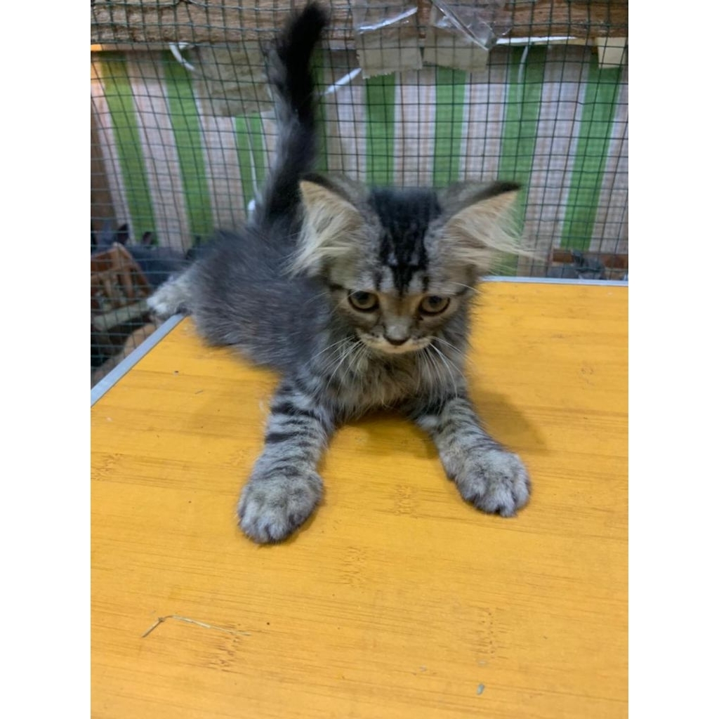 Kucing Persia Medium Usia 2Bulan