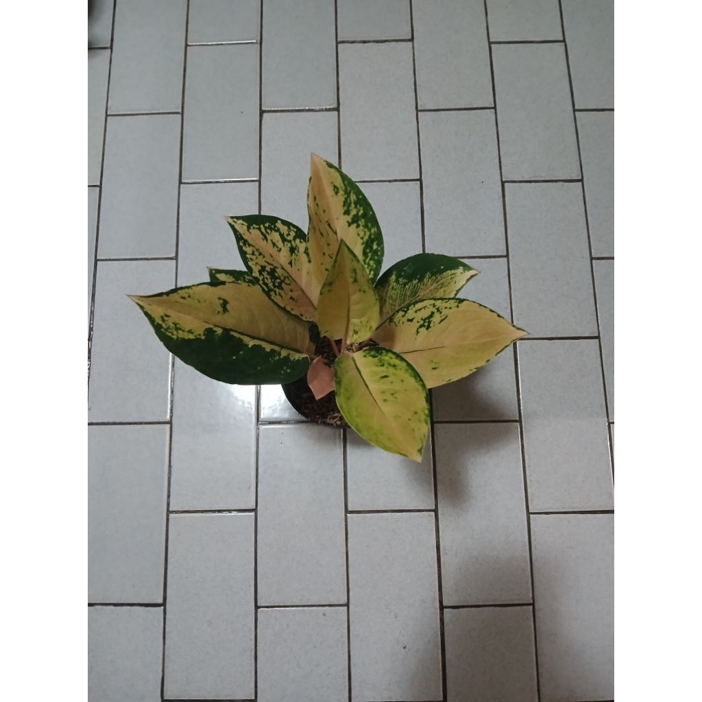 Aglaonema golden love