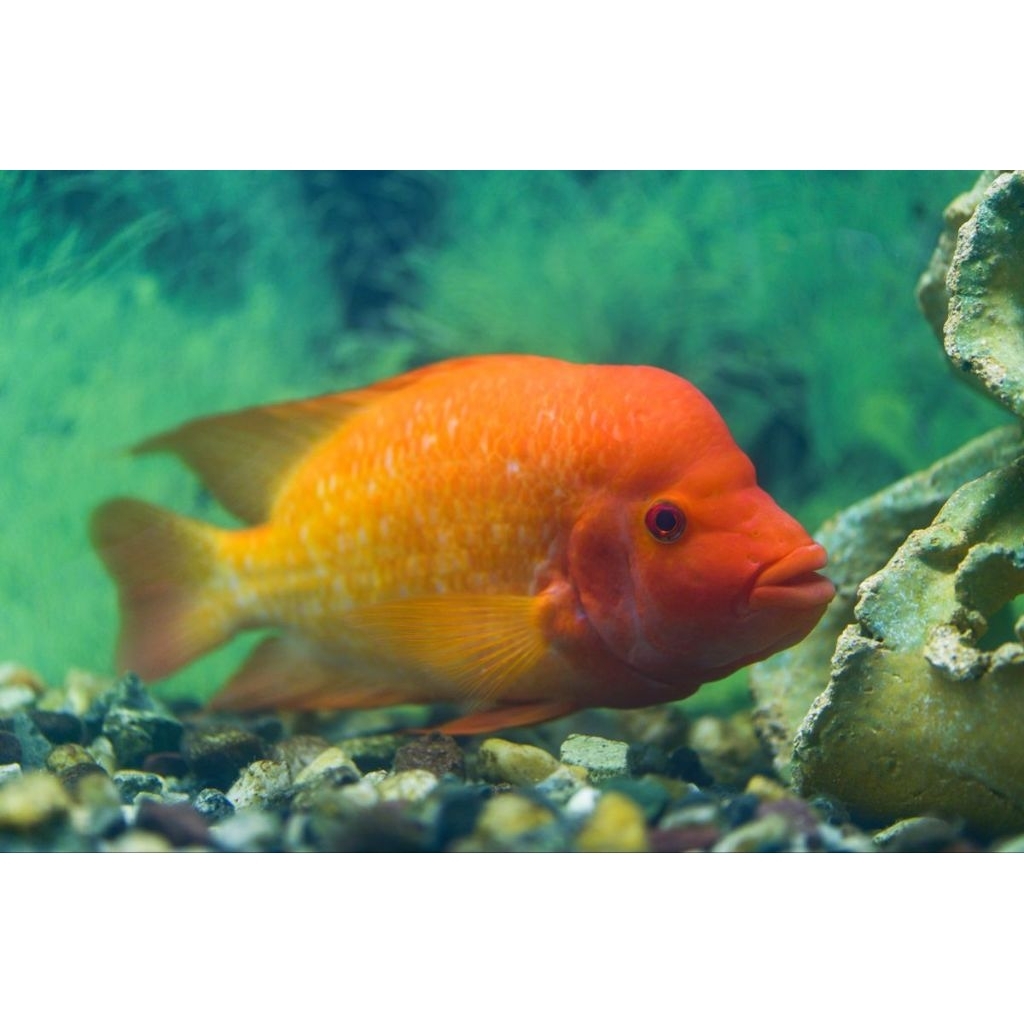 ikan hias predator redevil