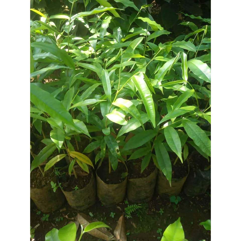 Bibit Gaharu Malacensis Asli Kayu Unggulan