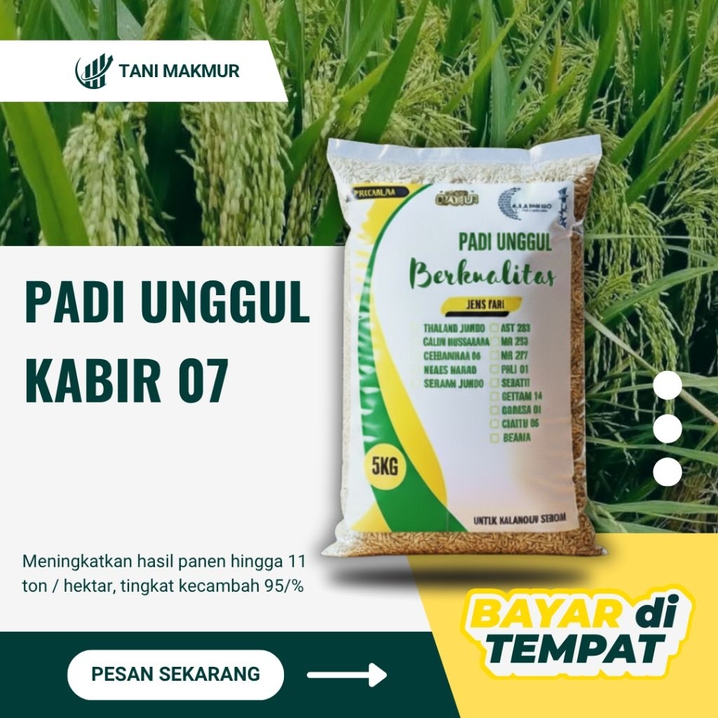 Benih padi unggul KABIR 07 padi super kualitas super unggul 5kg