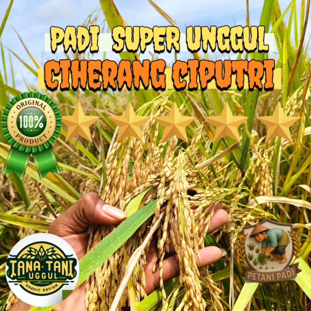BENIH PADI SUPER CIHERANG CIPUTRI KEMASAN 1KG