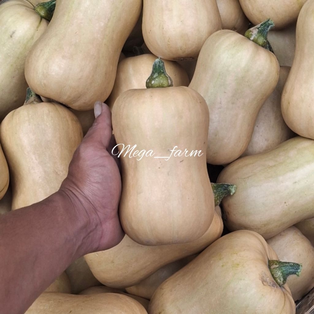 Butternut Squash/Labu Madu Varietas Jacqueline 1kg