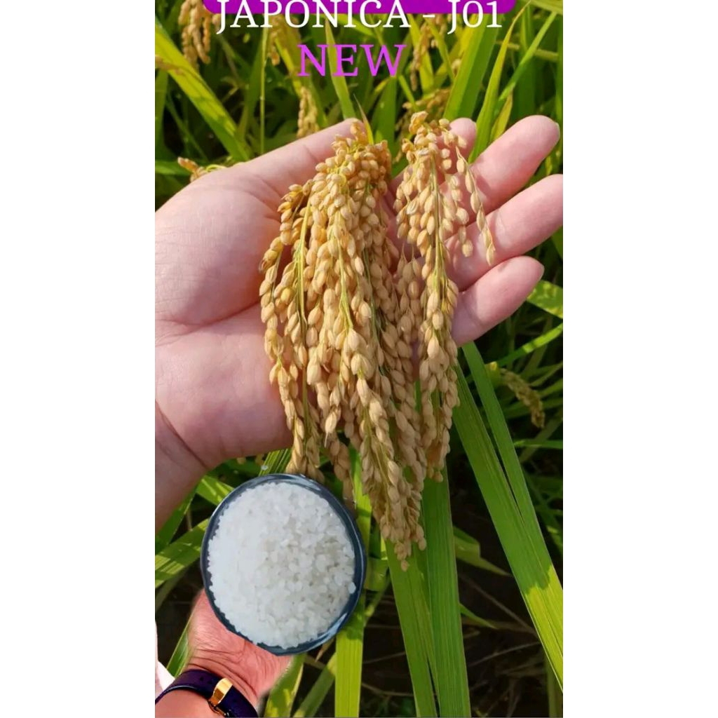 BENIH PADI JAPONICA JO 01 ORIGINAL