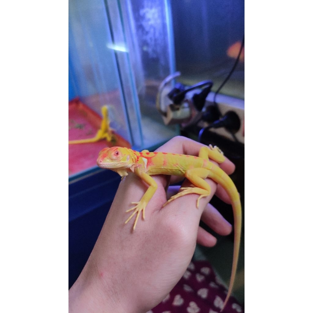 Iguana Red Albino PH Snow