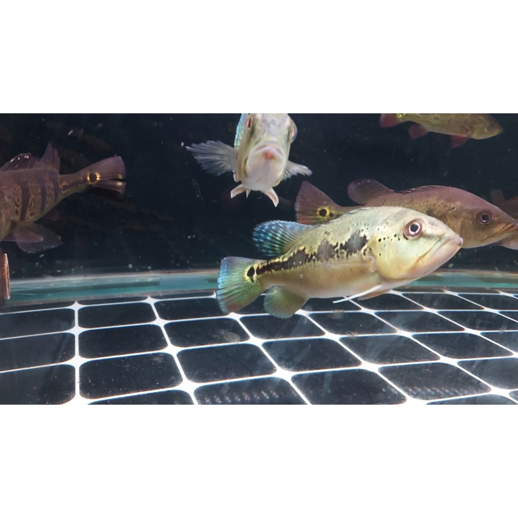 peacock bass orinoco pure