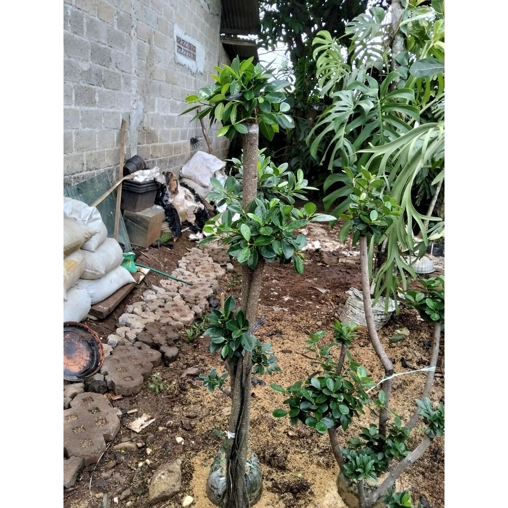 bonsai dolar bonsai taman bonsai dolar Korea tinggi 110cm