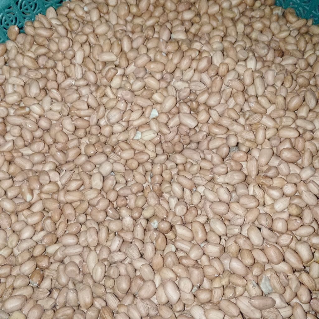 kacang tanah mentah murah asli Madura 1kg harga grosir