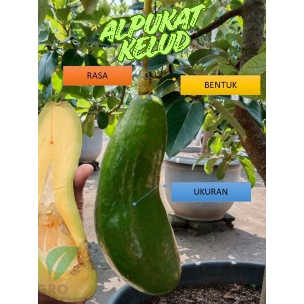 +-1 METER BIBIT POHON ALPUKAT AVOCADO KELUD LOKAL