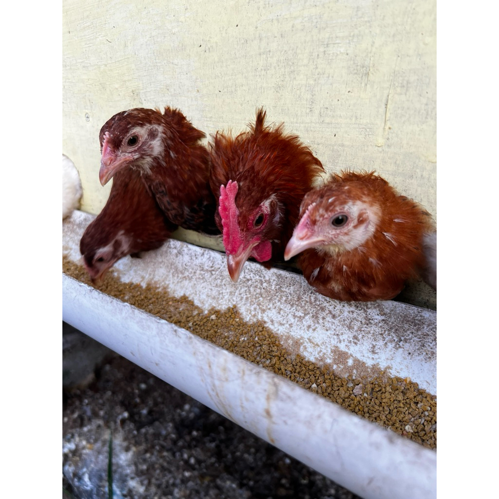 Sepasang Ayam Kampung Petelur Unggul - Elba Urban dewasa