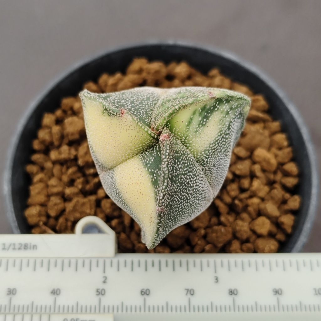 Astrophytum myriostigma tricostatum variegata