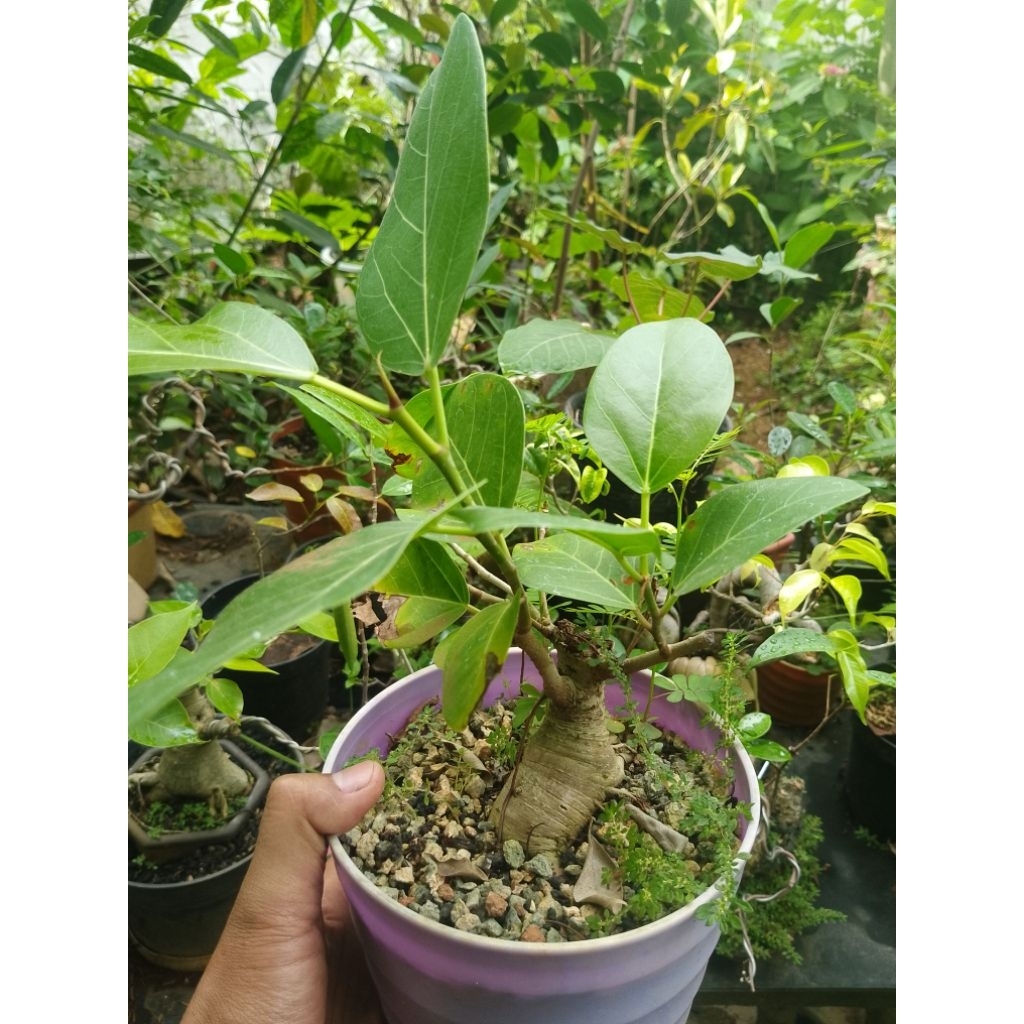 Caudex super Ficus benghalensis Audrey