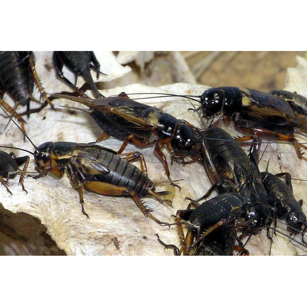 JANGKRIK HIDUP PAKAN HEWAN BURUNG,IKAN