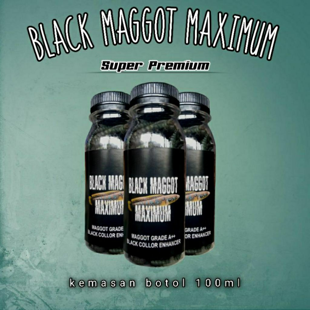 Pakan channa asiatica & channa maru