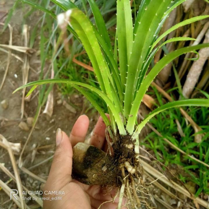 Bibit Pandan Berduri Bibit Tanaman Pandan Berduri Bibit Pandan Laut Tikar Samak Bibit Pandan Tikar