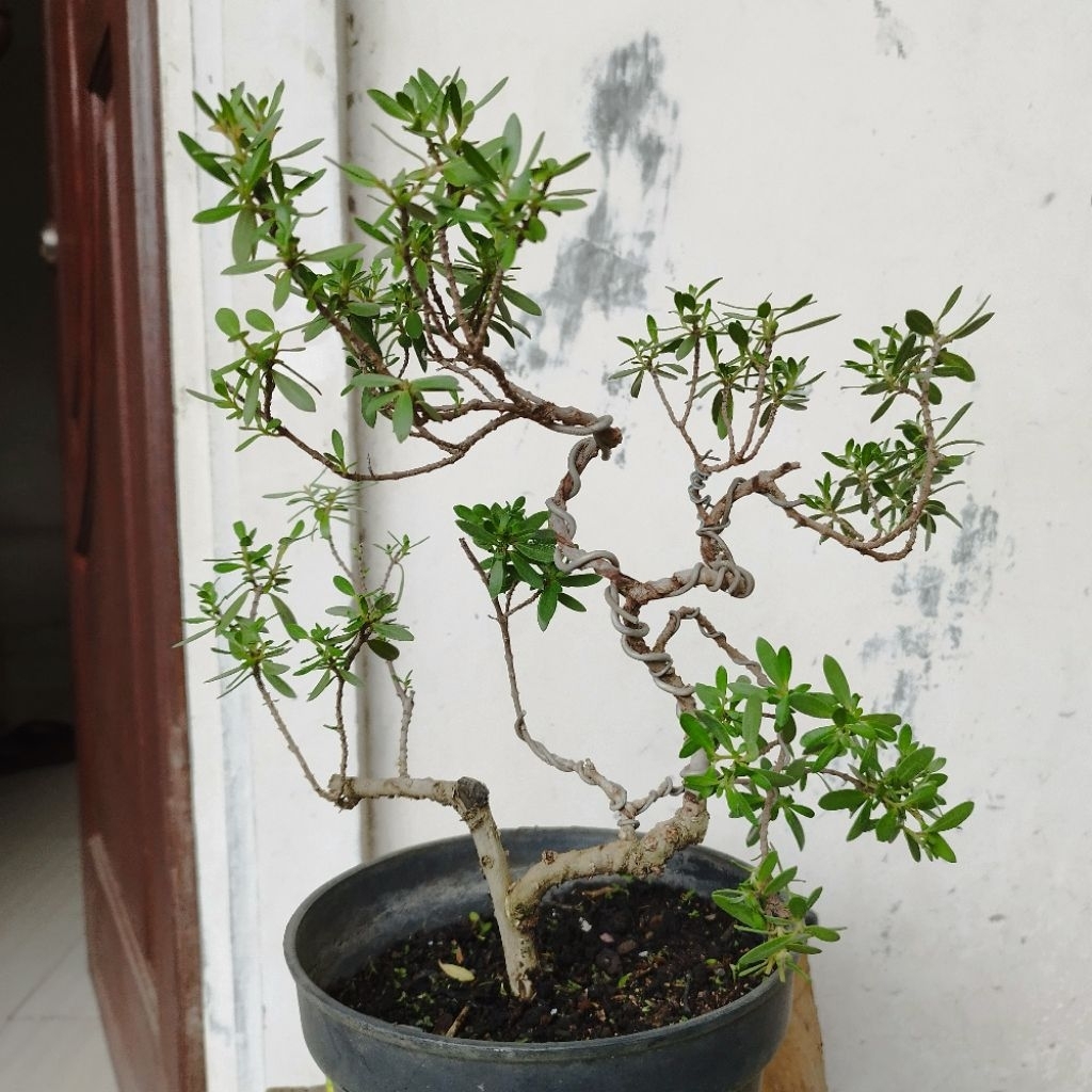 Bonsai Santigi Mame