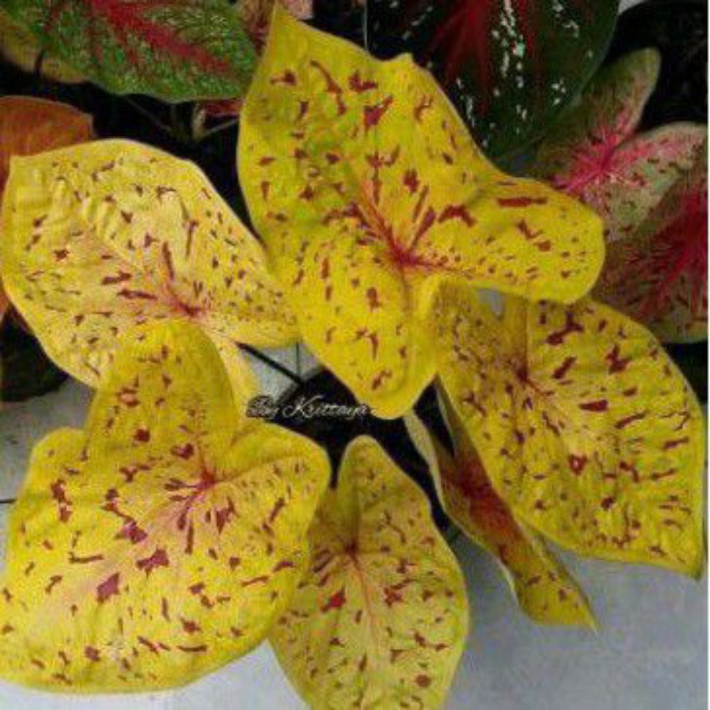 bibit bonggol keladi caladium keladi hybrid thailand
