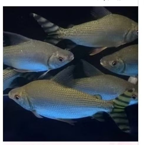 ikan american yellow flagtail ( feifeng ) ikan hias pemberih lumut size 3 jarian