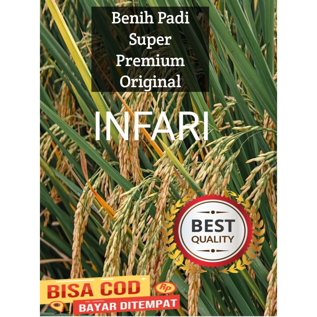 BENIH PADI INFARI BENIH PADI SUPER PREMIUM ORIGINAL KEMASAN 1KG