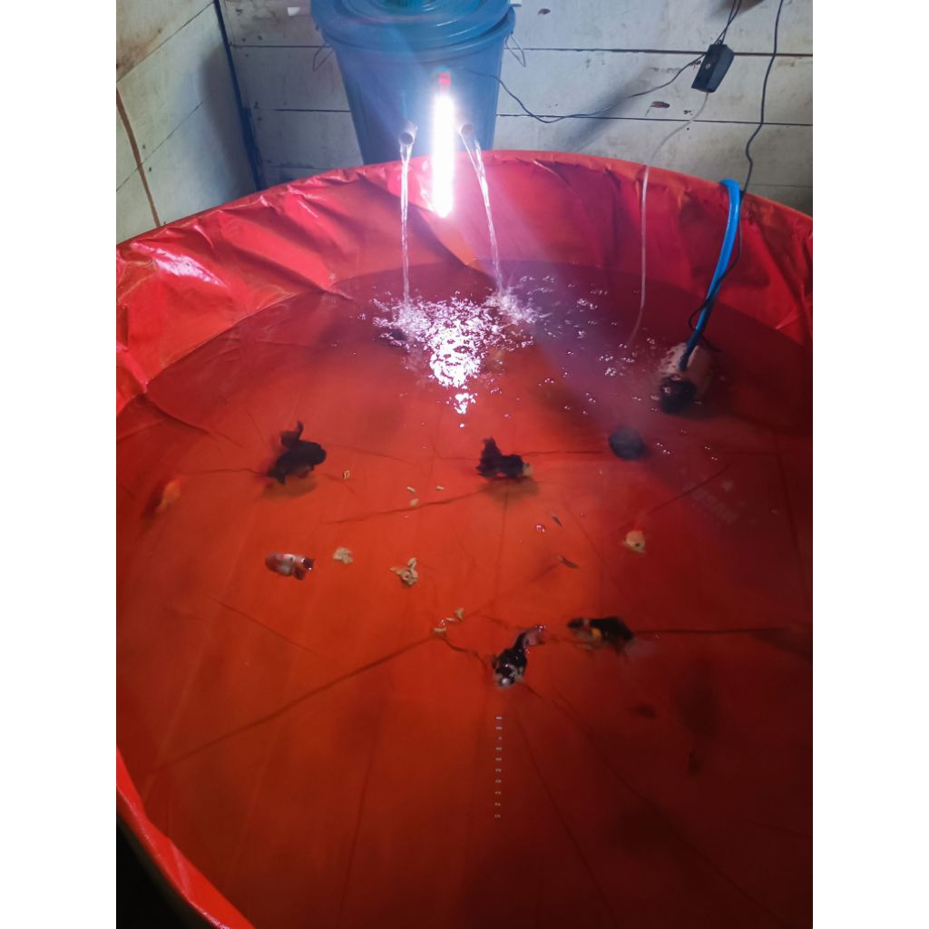 ikan mas Koki Oranda