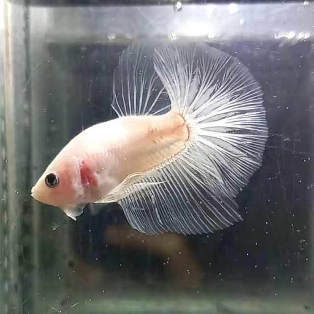 bahasan cello bagus cupang