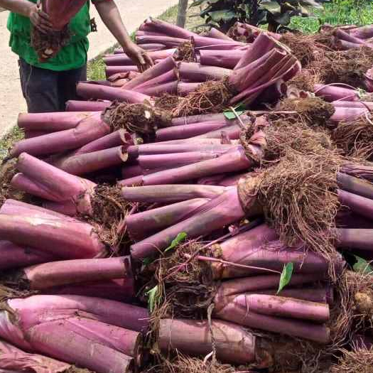 promo bibit talas pratama 3 - bibit talas bogor - bibit talas pratama isi 10 bibit