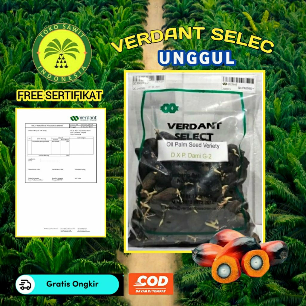 Bibit Sawit Verdan Select Bersertifikat Unggul Berkualitas