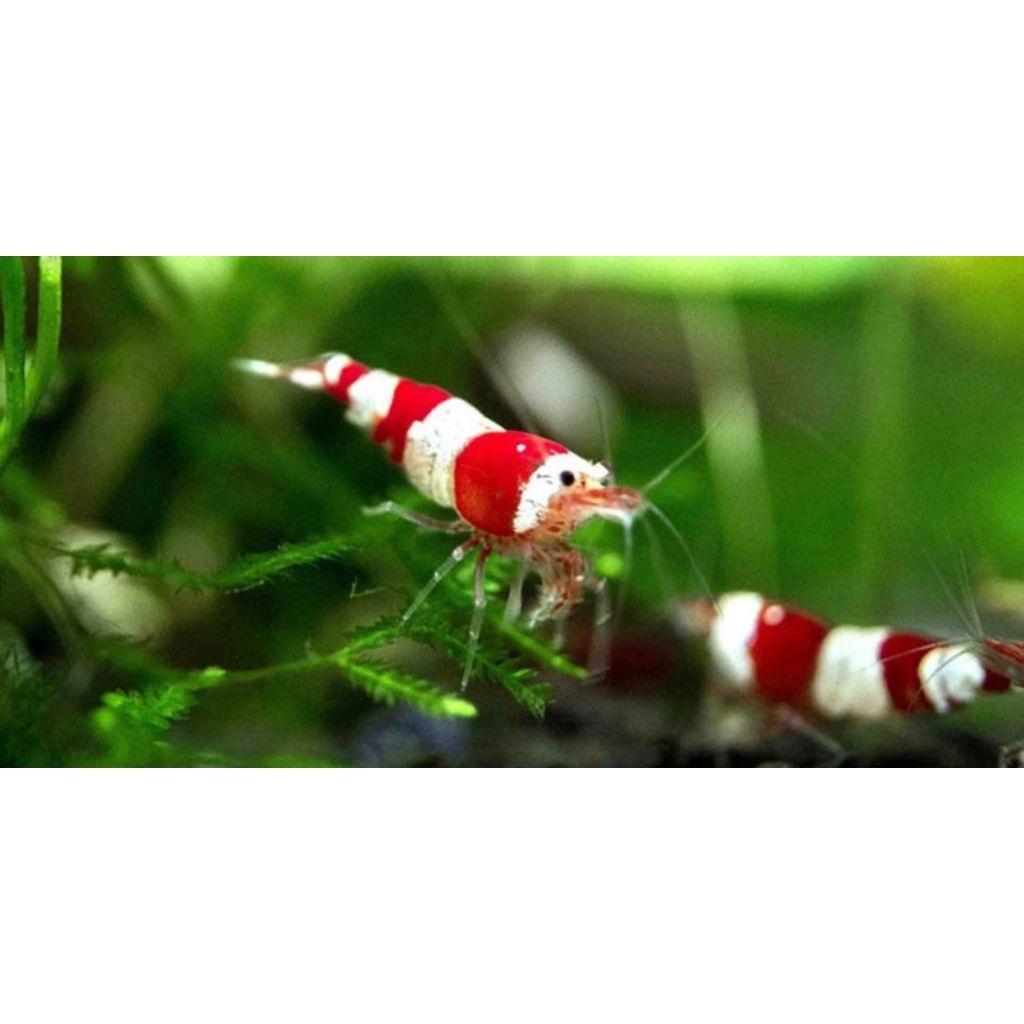 udang hias red bee