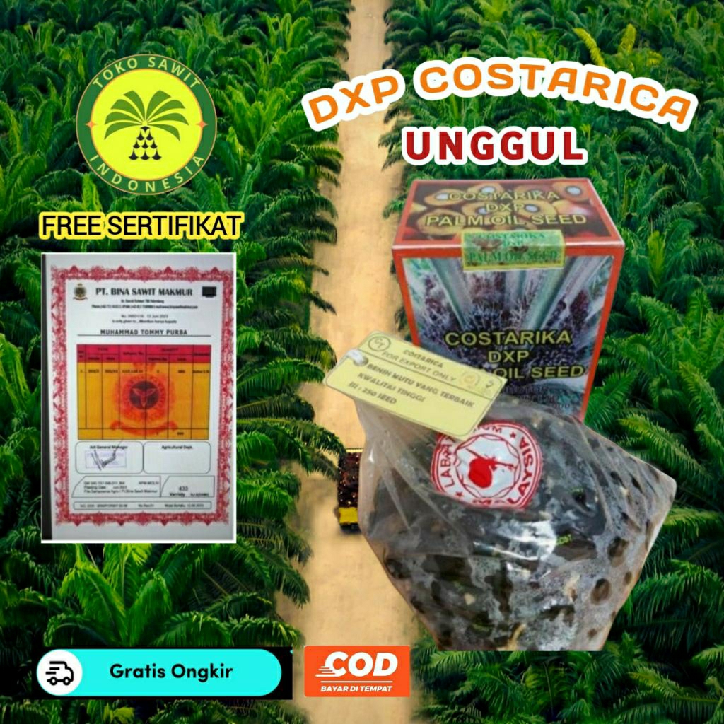 Bibit Sawit DXP Costarika Unggul bersertifikat berkualitas