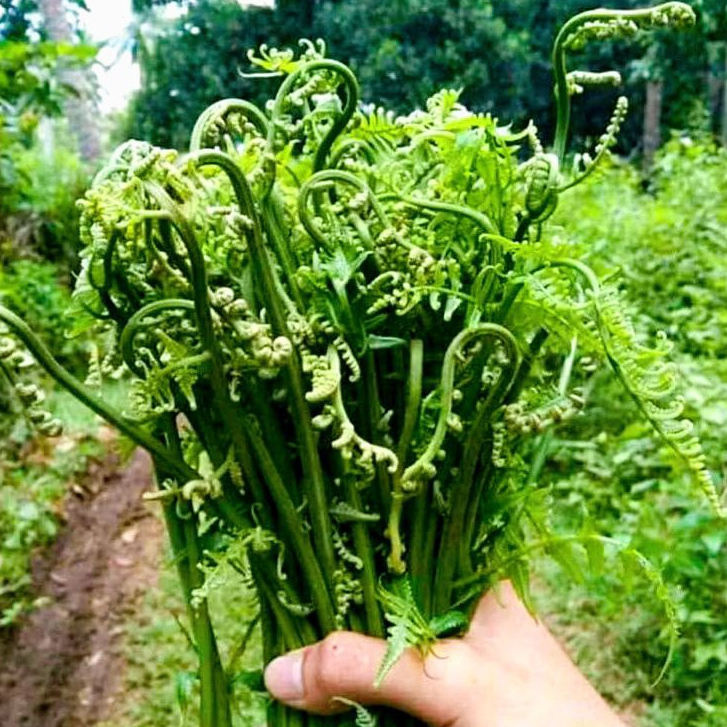 sayur pakis segar fresh 1  kg - sayur pakis