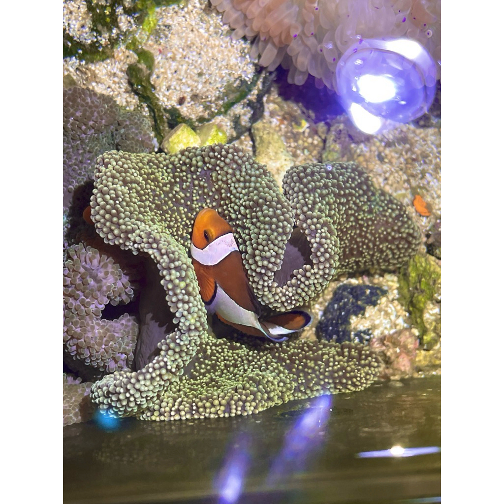 hiasan Anemon karpet hijau