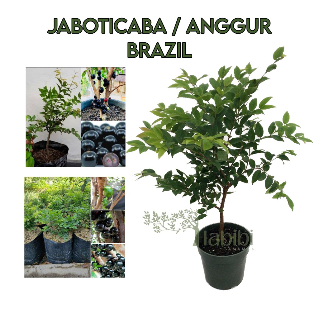 (BISA COD) POHON BUAH ANGGUR BRAZIL - ANGGUR BRAZIL - BUAH ANGGUR