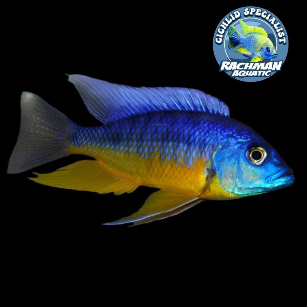 Tanzania Cichlid (Spilonotus Tanzania, Insignis Hap, Tanzania Blue & Yellow Hap)