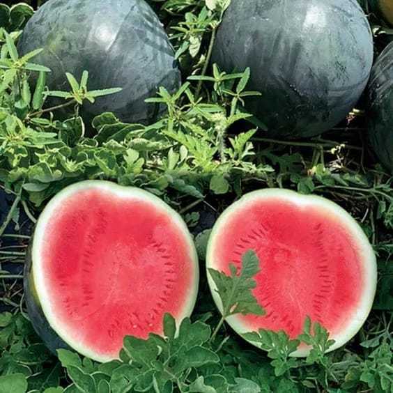 COD AJA - Bibit Semangka Tanpa Biji