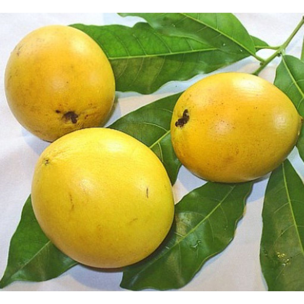 bibit abiu jumbo super