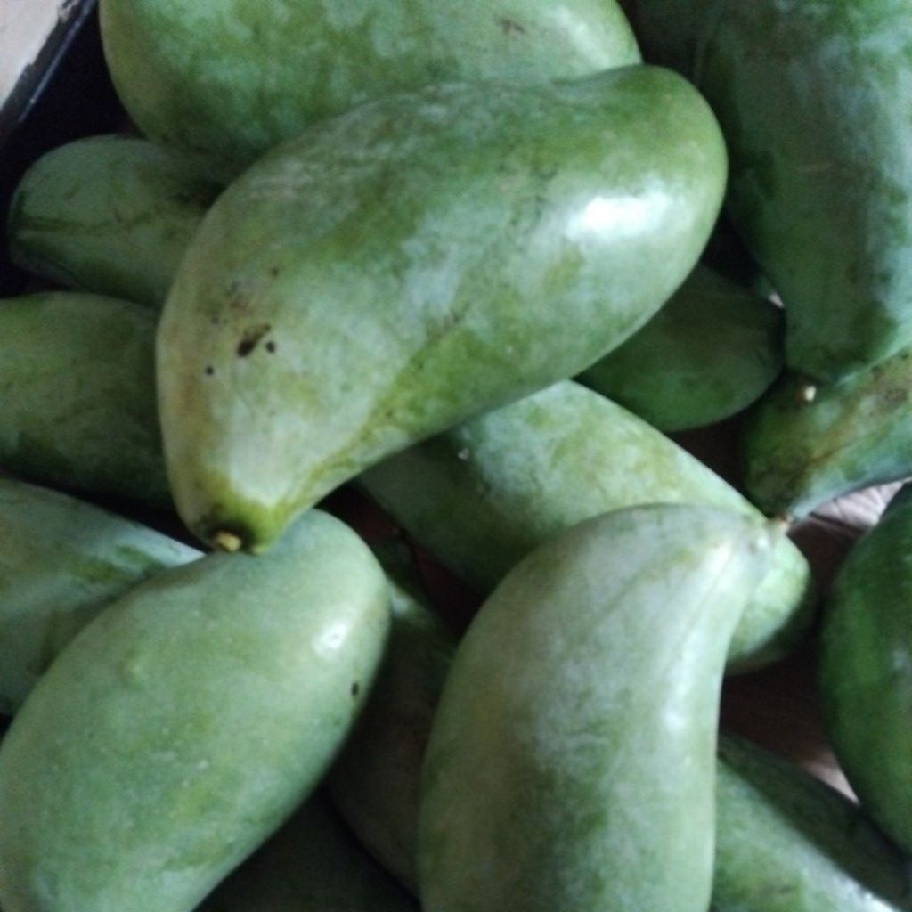 Mangga Mahatir,mangga golek