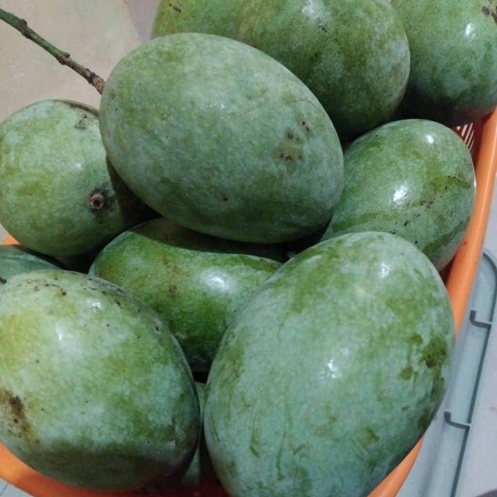 mangga madu/ mangga krompol 1kg.