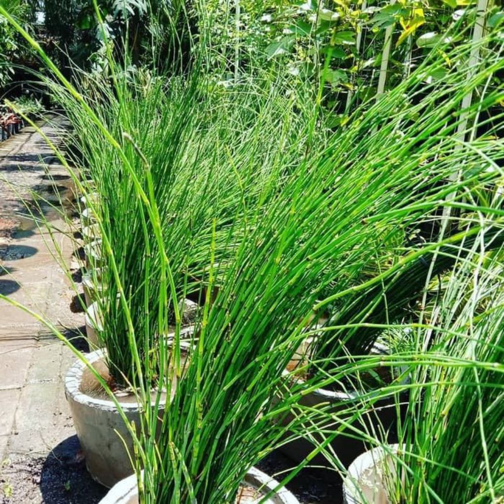 tanaman hias/tanaman hias bambu air/bambu air