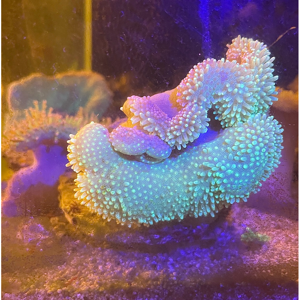 hiasan coral softies payungan hijau