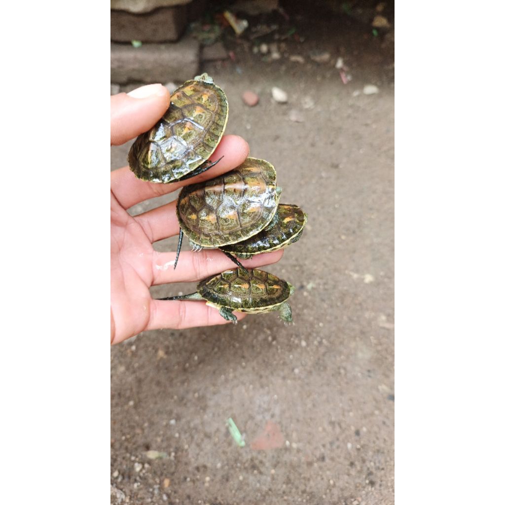 Miniatur Hiasan Aquarium Ocadia sinensis