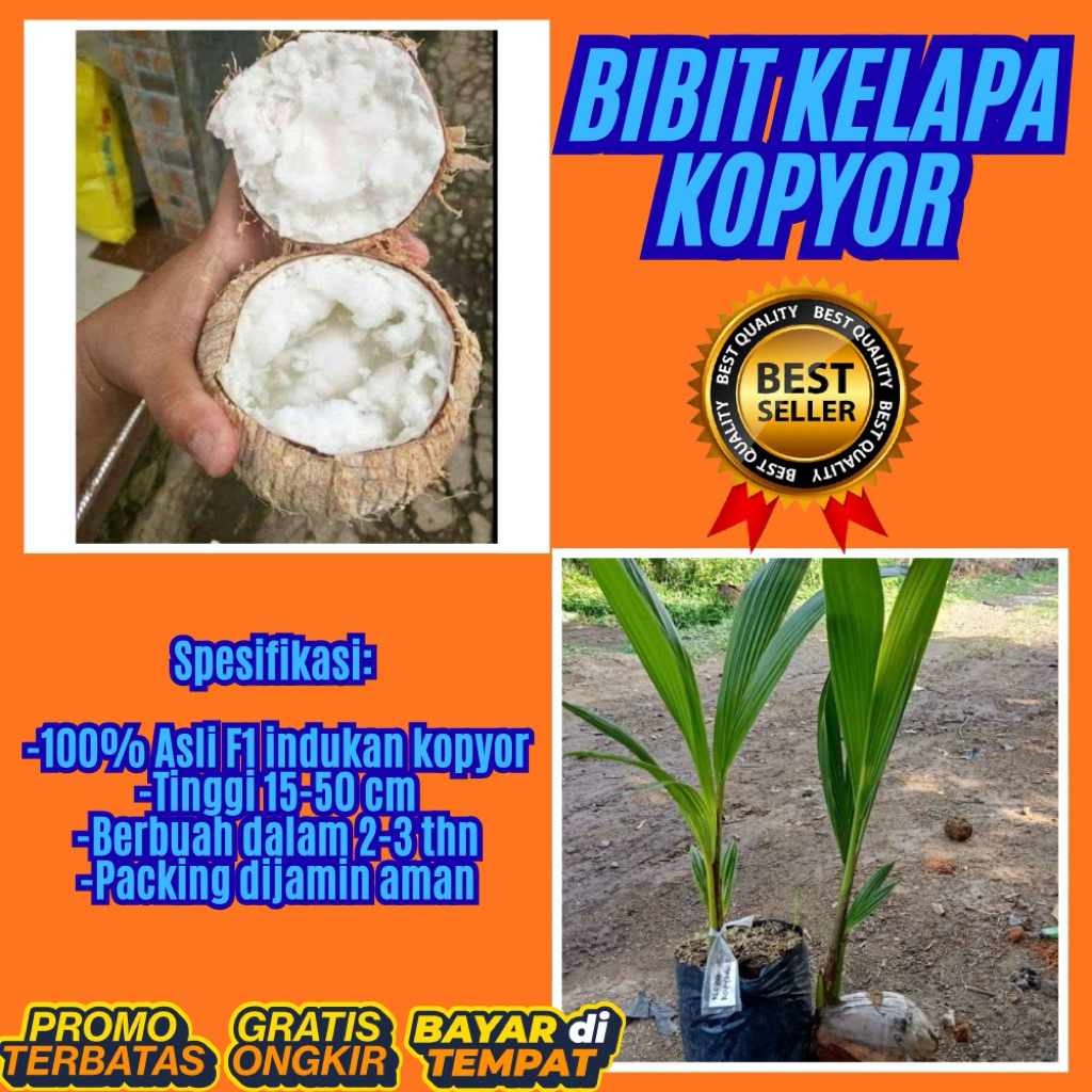 POHON PENDEK  Benih Kelapa Kopyor Kultur Jaringan