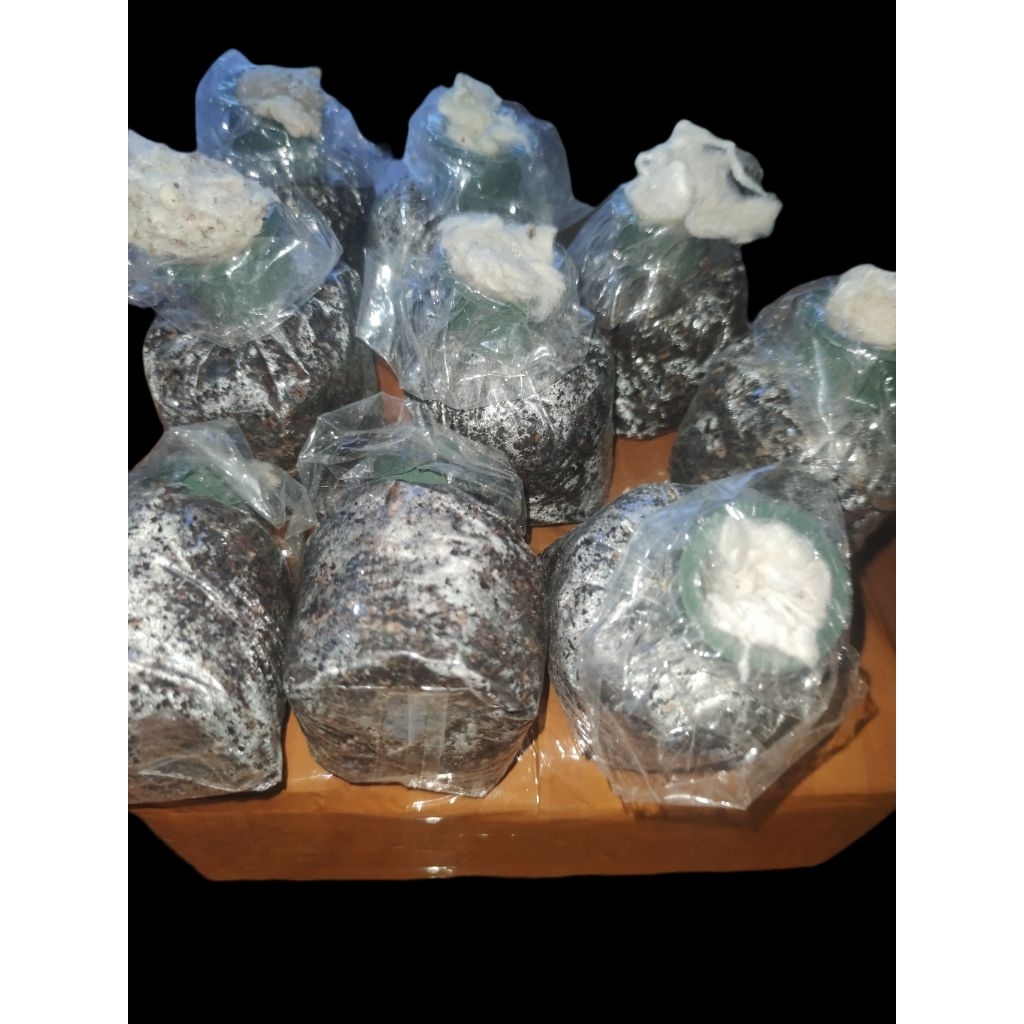 bibit jamur merang skala rumahan