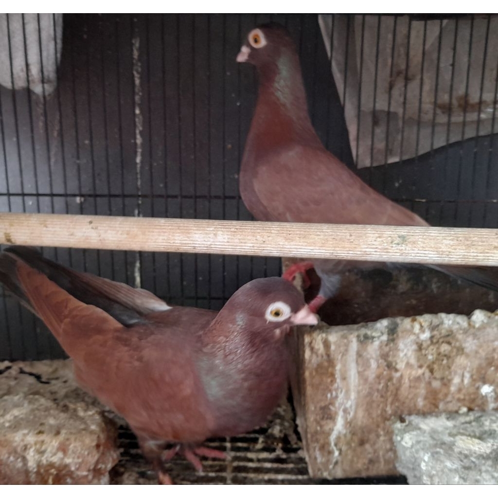 BURUNG MERPATI HIAS WINA INDUKAN sepasang