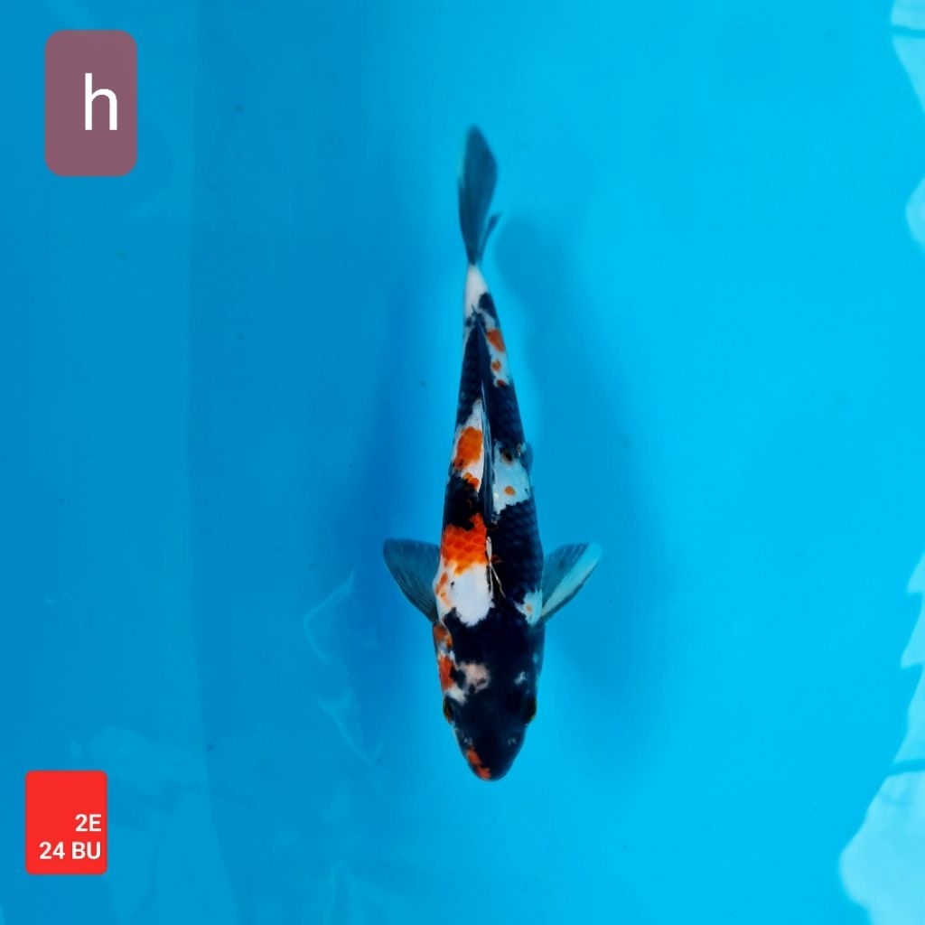 ikan koi import premium showa sanke kohaku kolam 2E kedua